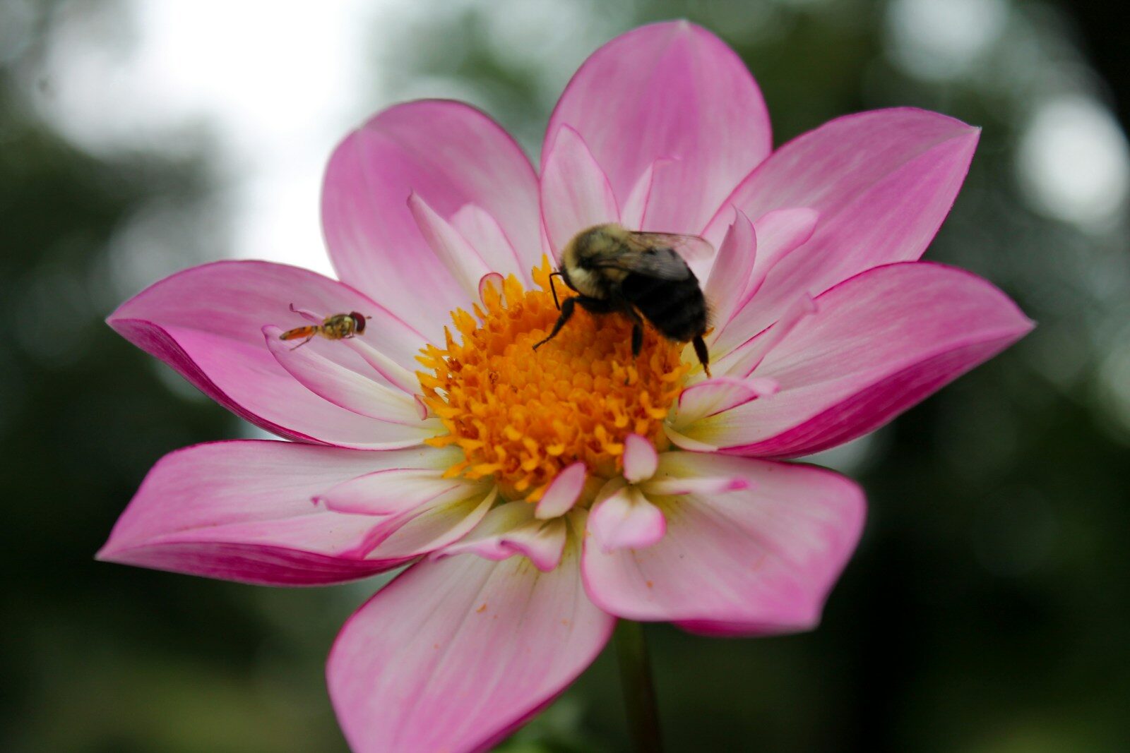 A pink flower with a bee on it