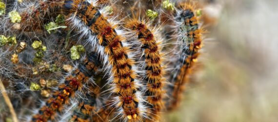 a close up of a cactus plant with lots of dirt on it